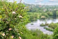 Wild rose bush on a background of river rapids Royalty Free Stock Photo