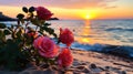 wild rose bush on beach ,bee fly ,dew drops ,sunlight beam flares Royalty Free Stock Photo