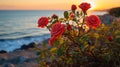 wild rose bush on beach ,bee fly ,dew drops ,sunlight beam flares Royalty Free Stock Photo