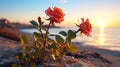 wild rose bush on beach ,bee fly ,dew drops ,sunlight beam flares Royalty Free Stock Photo