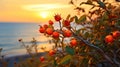 wild rose bush on beach ,bee fly ,dew drops ,sunlight beam flares Royalty Free Stock Photo