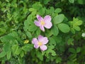 The wild rose Bush blooms in the spring. Bright beautiful rosehip flowers in a delicate pink color of pastel tones. Rosehip Royalty Free Stock Photo