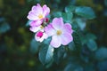 The wild rose Bush blooms in the spring. Bright beautiful rosehip flowers in a delicate pink color of pastel tones. Rosehip Royalty Free Stock Photo