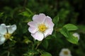 The wild rose Bush blooms in the spring Royalty Free Stock Photo