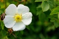 Wild rose Bush blooms in the spring. White rosehip flower close-up. Rosehip is used in folk medicine Royalty Free Stock Photo