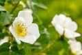 Wild rose Bush blooms in the spring. White rosehip flowers close-up. Rosehip is brewed in tea Royalty Free Stock Photo