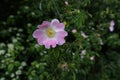 The wild rose Bush blooms in the spring Royalty Free Stock Photo