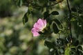 The wild rose Bush blooms in the spring Royalty Free Stock Photo