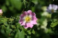 The wild rose Bush blooms in the spring Royalty Free Stock Photo