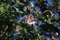 The wild rose Bush blooms in the spring Royalty Free Stock Photo