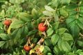 Wild rose bush with bright and ripe berries