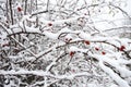 Wild rose bush covered with snow