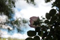 Wild rose bush with a delicate pink flower against the sky. Blurred natural background. Summer landscape. Selective focus Royalty Free Stock Photo