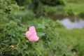 Wild rose bush with a delicate pink flower on the blurred river background. Royalty Free Stock Photo