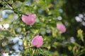 Wild rose bush with delicate pink flowers on the blurred natural green background. Summer landscape. Royalty Free Stock Photo