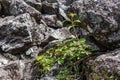 Wild rose bush grows among the bare stones of Altai, Russia Royalty Free Stock Photo