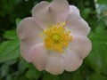 Wild rose bush with light pink blossom