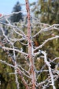 Rime ice on thorny twig of a rose bush