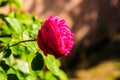 Wild Rose On Country House Garden Royalty Free Stock Photo