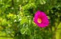 Wild Rose. Delicate, colorful flowers. Flowering shrub. Green areas in the city. Fragrant flowers. Royalty Free Stock Photo