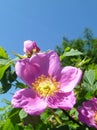 Flower of the wild rose on turn blue background