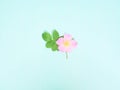 Wild rose flower on blue background. Royalty Free Stock Photo