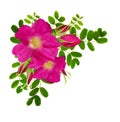 Wild rose flower, buds and green peashrub leaves in corner arra