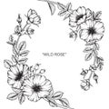 Wild rose flower drawing and sketch. Royalty Free Stock Photo