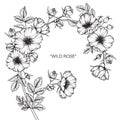 Wild rose flower drawing and sketch. Royalty Free Stock Photo