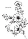 Wild rose flower drawing and sketch. Royalty Free Stock Photo