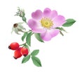 Wild rose flower and fruits.