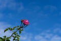 Wild rose flower head pink red with green stem leaves blue sky Royalty Free Stock Photo