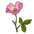 Wild rose flower illustration vector isolated