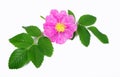 Wild rose flower isolated on white background Royalty Free Stock Photo