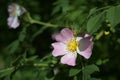 Wild rose flower with pale pink petals, yellow pollen and a shiny stigma between green leaves, fragrant food source for insects,