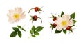 Wild rose flower and red berries in a floral arrangement and set of elements with rosettes, berries and leaves isolated
