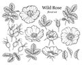 Wild rose flower set, line art drawing. Outline floral design elements isolated on white background, vector illustration Royalty Free Stock Photo