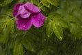 wild rose flower under raindrops in the garden. Royalty Free Stock Photo