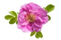 Wild rose flower on white background Royalty Free Stock Photo