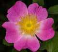 Wild rose flower Royalty Free Stock Photo