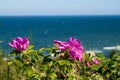 Wild Rose flowers Royalty Free Stock Photo