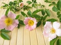 Wild rose flowers Royalty Free Stock Photo