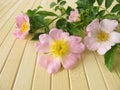 Wild rose flowers Royalty Free Stock Photo