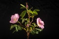 Wild Rose Flowers and Buds on Black