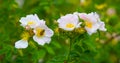 wild rose flowers on bush branch