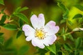 Wild rose flowers or dog rose blossom or sweet briar Royalty Free Stock Photo