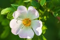 Wild rose flowers or dog rose blossom or sweet briar Royalty Free Stock Photo