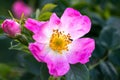 Wild rose flowers or dog rose blossom or sweet briar Royalty Free Stock Photo