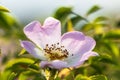 Wild rose flowers or dog rose blossom or sweet briar Royalty Free Stock Photo