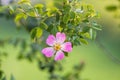 Wild rose flowers or dog rose blossom or sweet briar Royalty Free Stock Photo